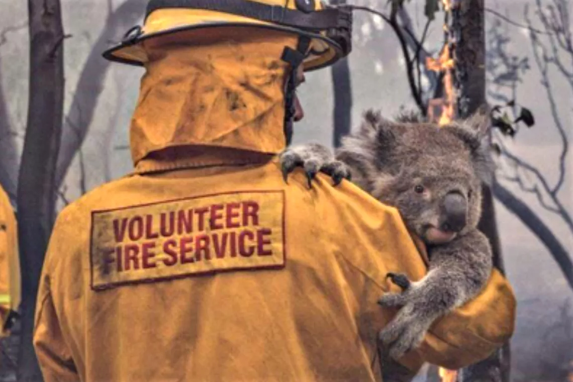 Vrijwillige brandweerman houdt koala vast voor door brand beschadigde bomen