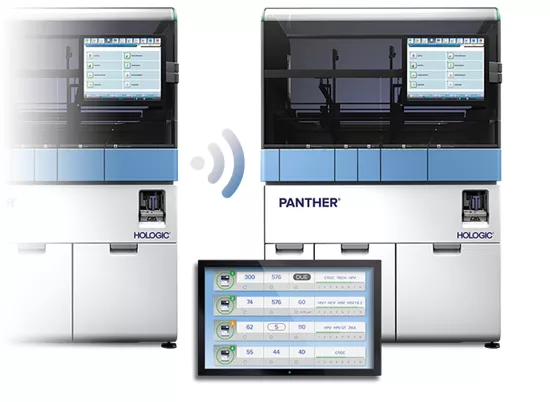 Panther Link op witte achtergrond